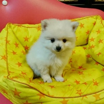 ポメラニアン【群馬県・女の子・2016年10月10日・クリーム】の写真「可愛く成長しました❤」