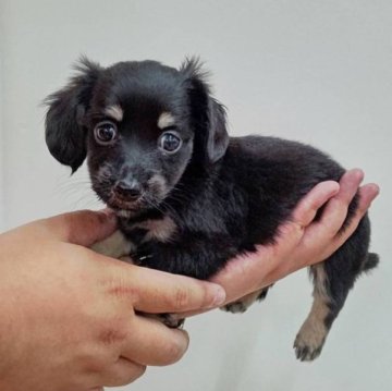 父親チワワ♂×母親ダックス♀【群馬県・女の子・2023年6月27日・ブラックタン】の写真「ペットショップにて販売」