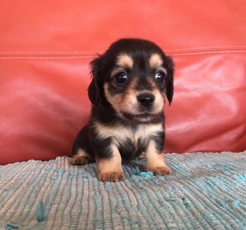 チワワ×M.ダックス【群馬県・女の子・2020年2月18日・ブラックタン】の写真「可愛くて💖😍販売延長‼️😊」