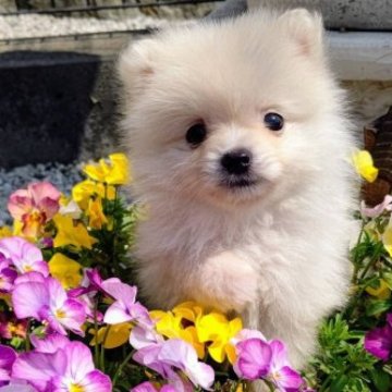 ポメラニアン【群馬県・男の子・2023年1月23日・クリーム】の写真「お引き渡し🐶💗」