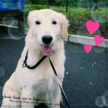 ゴールデンレトリバー【群馬県・男の子・2017年1月3日・ゴールデン】の写真「訓練済みでのお引き渡し✨」