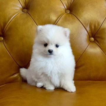 ポメラニアン【群馬県・女の子・2023年9月12日・クリーム】の写真「可愛い女の子💗😊」