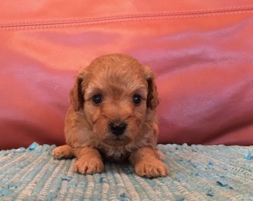 トイプードル(トイ)【群馬県・女の子・2019年10月1日・レッドアプリ検討中】の写真「販売終了間近‼️‼️」