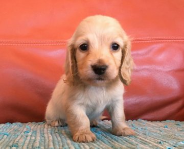 ミニチュアダックスフンド(ロング)【群馬県・女の子・2020年2月25日・イエロー】の写真「お取り置き中です！」