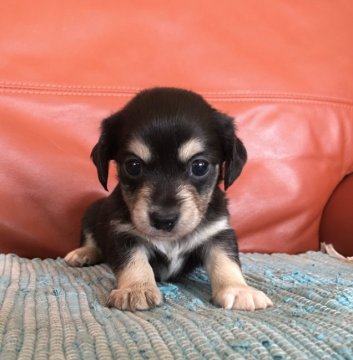 チワワ×M.ダックス【群馬県・男の子・2020年2月18日・ブラックタン】の写真「明日‼️‼️販売終了‼️‼️」