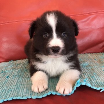 ボーダーコリー【群馬県・男の子・2020年3月22日・ブラック&ホワイト】の写真「お取り置き中です！」