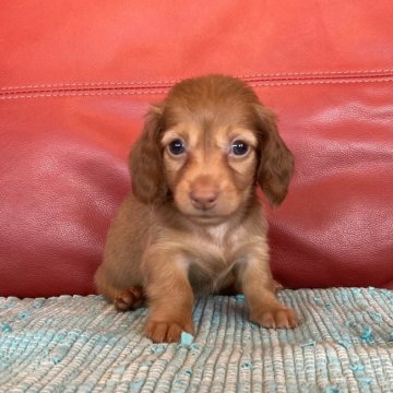 ミニチュアダックスフンド(ロング)【群馬県・女の子・2020年4月19日・ゴールド】の写真「お取り置き中です🐶😊」