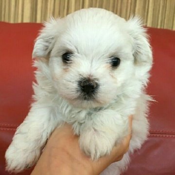 マルチーズ【群馬県・女の子・2018年3月5日・ホワイト】の写真「最終価格❗」