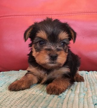 ヨークシャーテリア【群馬県・女の子・2019年8月1日・スチールブルータン】の写真「可愛い女の子🐶💓😊」