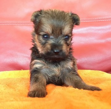 最終日❗販売終了❗【群馬県・女の子・2018年9月11日・オレンジ】の写真「珍しい✨希少価値あり🐶❤😊」