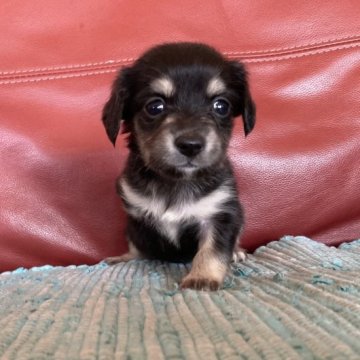 チワックス【群馬県・女の子・2023年5月23日・ブラックタン&ホワイト】の写真「すっごく可愛い💗ですが欠点あり」