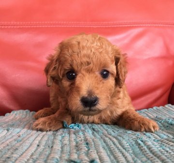 トイプードル(トイ)【群馬県・男の子・2019年8月13日・レッド】の写真「10月1日販売終了‼️です」