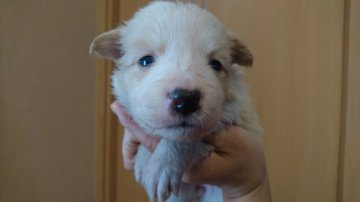 ボーダーコリー【群馬県・女の子・2017年11月15日・レッドホワイト】の写真「可愛い女の子🐶❤」