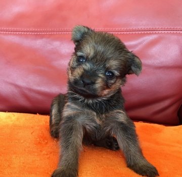 最終日❗販売終了❗【群馬県・女の子・2018年9月11日・オレンジ】の写真「珍しい✨希少価値あり🐶❤😊」