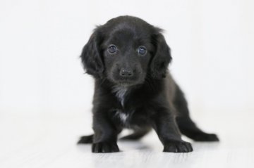 ミニチュアダックスフンド(ロング)【群馬県・女の子・2017年4月24日・ブラック】の写真「可愛い女の子🐶❤😊」