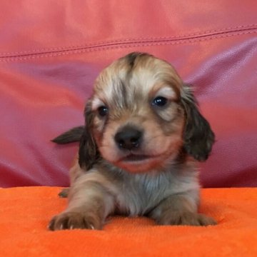 ミニチュアダックスフンド(ロング)【群馬県・男の子・2018年3月26日・レディッシュイエロー】の写真「一週間✨セール🐶❤」