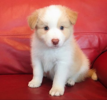 ボーダーコリー【群馬県・男の子・2020年3月22日・レッド&ホワイト】の写真「お取り置き中です！」