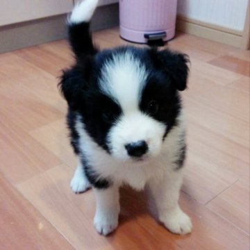 ボーダーコリー【群馬県・男の子・2016年7月19日・ブラックホワイト】の写真「イケメンくん♡」