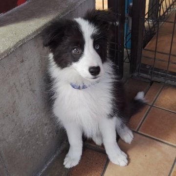 ボーダーコリー【群馬県・男の子・2023年12月12日・ブラック&ホワイト】の写真「お取り置き中です❣️」