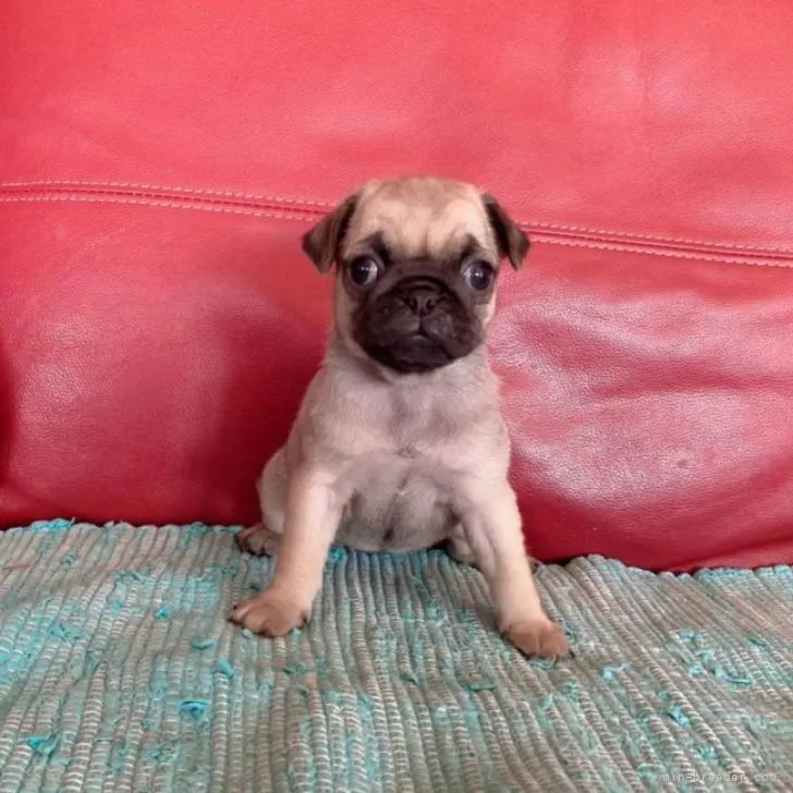 ID:2208-00453の子犬