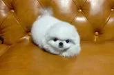 ペキニーズ【群馬県・男の子・2023年1月10日・ホワイト】の写真4