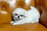 ペキニーズ【群馬県・男の子・2023年1月10日・ホワイト】の写真5