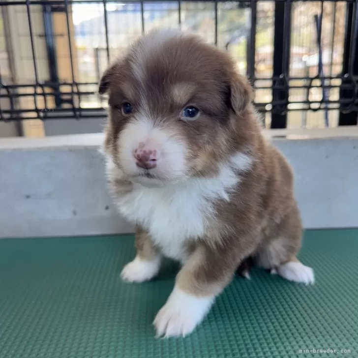 ID:2502-05211の子犬