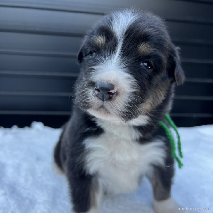 ブリーダー画像