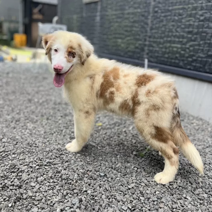 ID:2506-01396の子犬