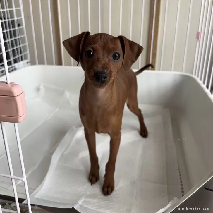 ID：2411-02647の子犬
