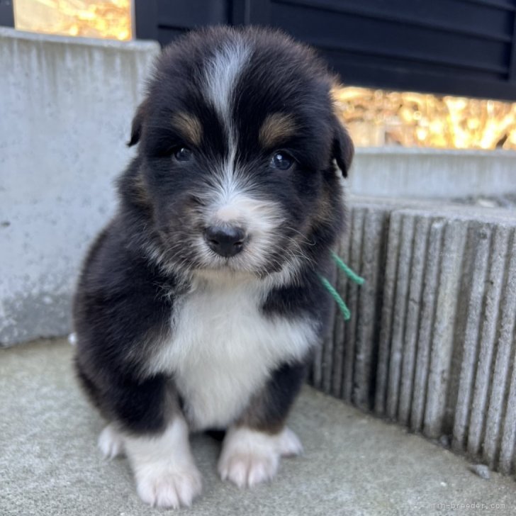 ブリーダー画像