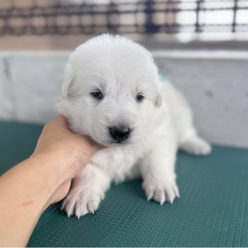 ホワイト・シェパード【山梨県・男の子・2025年8月12日・ホワイト】の写真「目が開き始めました✨ ターコイズリボン」