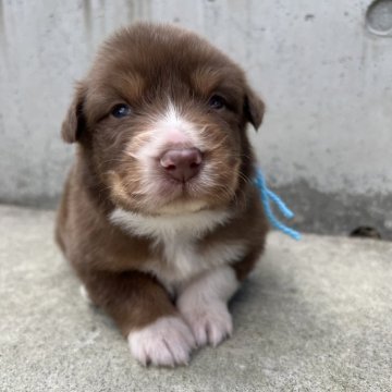 オーストラリアン・シェパード【山梨県・男の子・2025年10月30日・レッドトライ】の写真「目が開き始めました！」