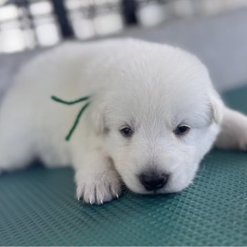 ホワイト・シェパード【山梨県・男の子・2025年8月12日・ホワイト】の写真「目が開き始めました✨緑リボン」