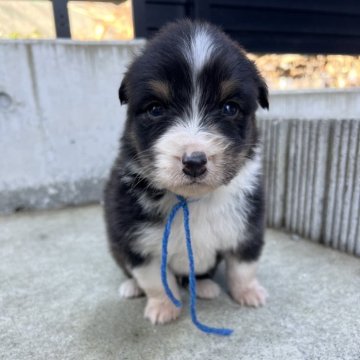 オーストラリアン・シェパード【山梨県・男の子・2025年10月30日・ブラックトライ】の写真「目が開きました！」