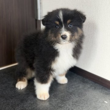 オーストラリアン・シェパード【山梨県・男の子・2025年10月30日・ブラックトライ】の写真「甘えん坊な男の子です❤︎」