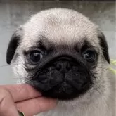 パグ