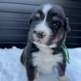 オーストラリアン・シェパード【山梨県・男の子・2025年10月30日・ブラックトライ】の写真1