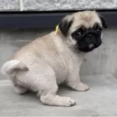 パグ