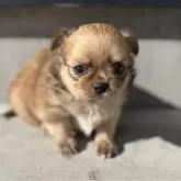 チワワ(ロング)