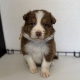 オーストラリアン・シェパード