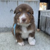 オーストラリアン・シェパード