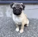 パグ【山梨県・男の子・2025年2月26日・フォーン】の写真2