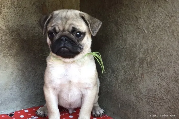 ID：1808-02005の子犬