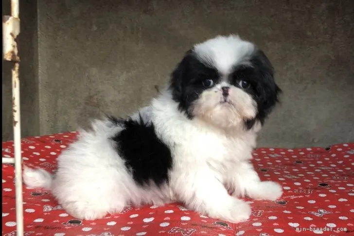 ぴかりん 様のお迎えした子犬