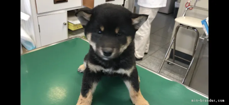 ID:1803-02408の子犬