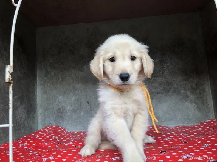 ID：1810-00926の子犬