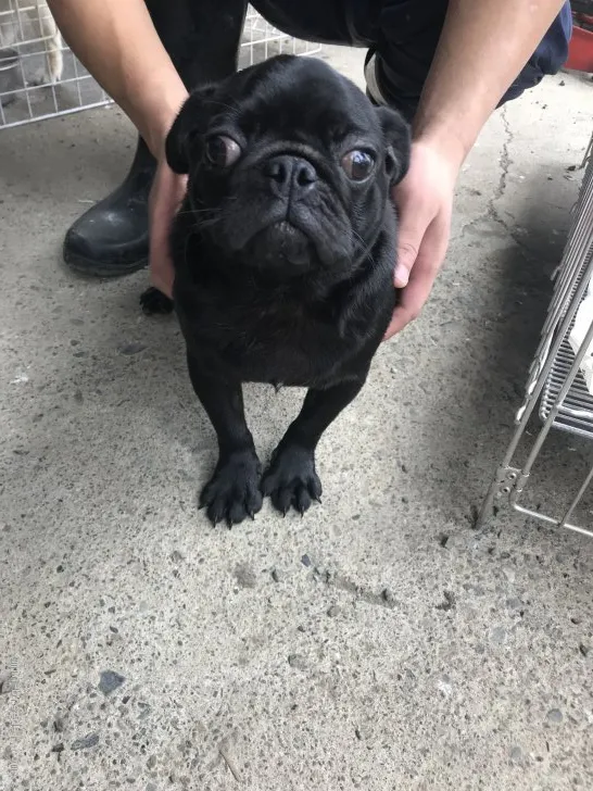 ID：1903-02074の子犬