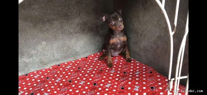 相川 様のお迎えした子犬