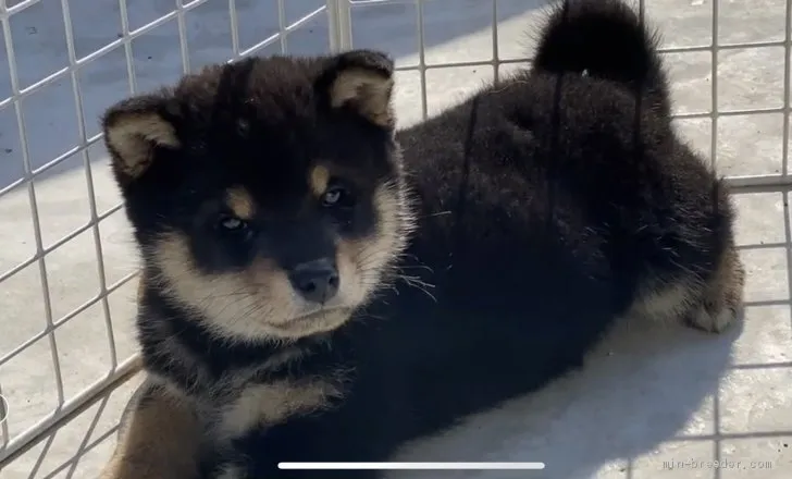 ID：2012-00540の子犬